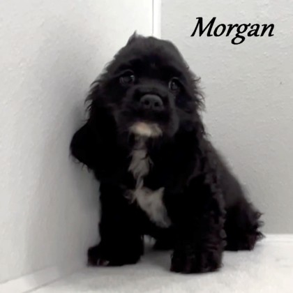 puppy, for, sale, Cocker Spaniel, Joe & Cherri  Overlease, dog, breeder, Miller, MO, dog-breeder, puppy-for-sale, forsale, nearby, find, puppyfind, locator, puppylocator, aca